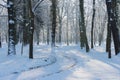 Winter morning in the Manor Park in the town of IÃâowa in western Poland. Royalty Free Stock Photo